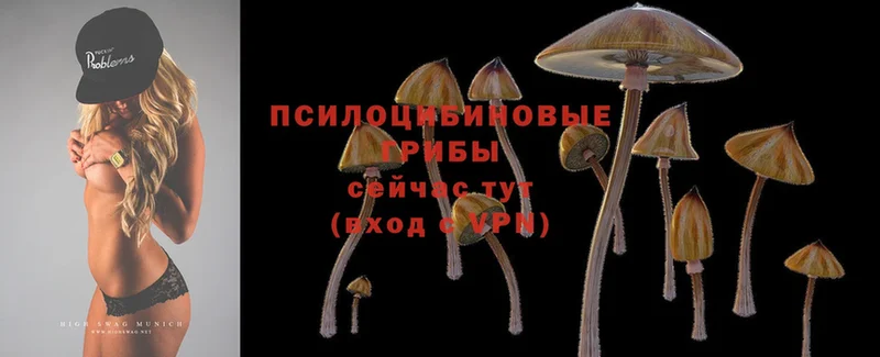 магазин  наркотиков  Светлоград  Псилоцибиновые грибы Psilocybe 